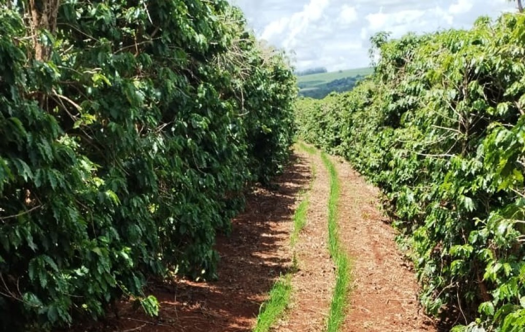 Produção agropecuária avança com recuperação do café e expansão de grãos